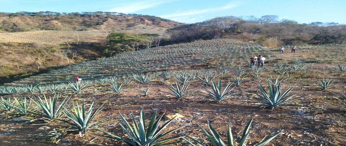 Foto de rancho en venta en adolfo lopez mateos , ejidal, xalisco, nayarit, 29207781 No. 02