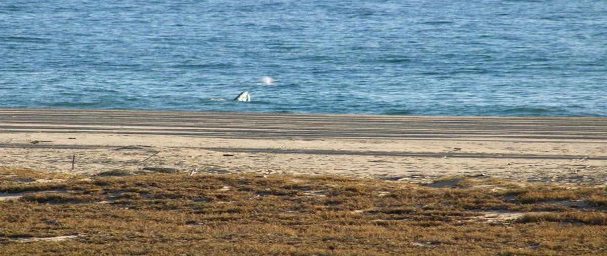 Foto de terreno habitacional en venta en agua blanca , agua blanca, la paz, baja california sur, 30142225 No. 04