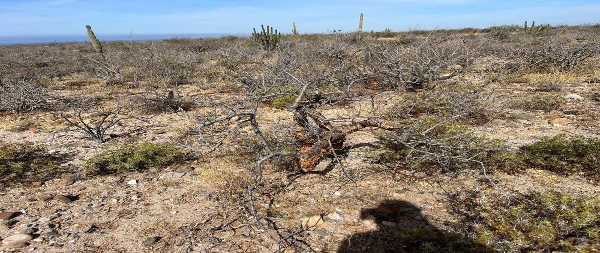 Foto de terreno habitacional en venta en  , agua blanca, la paz, baja california sur, 28092569 No. 04
