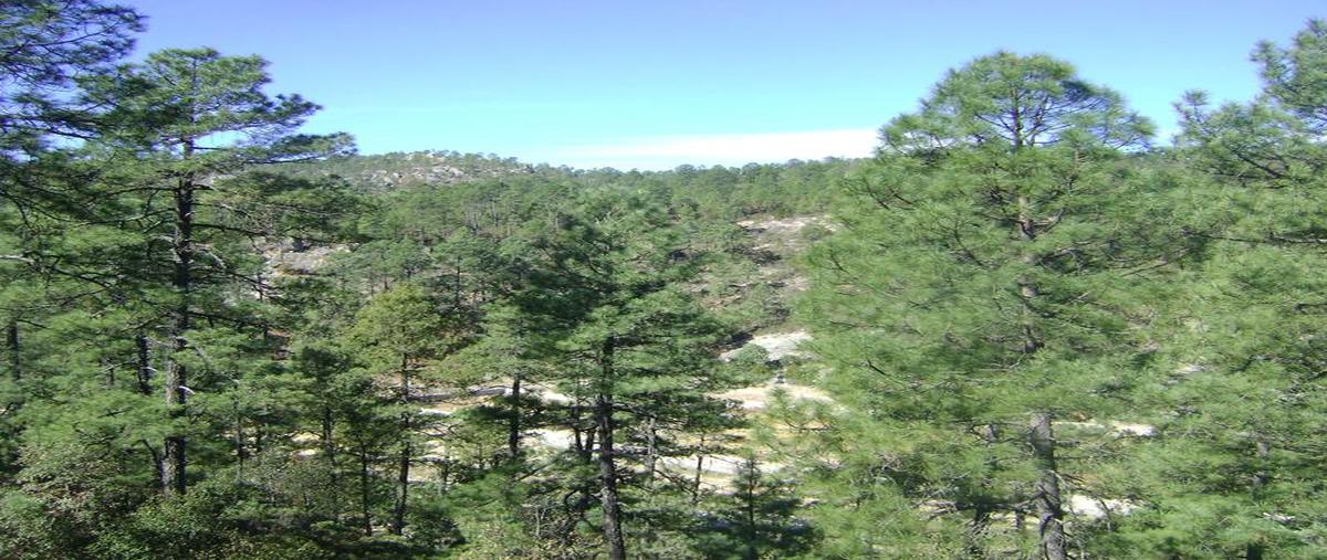 Foto de rancho en venta en  , aguachochi, guachochi, chihuahua, 6689708 No. 03