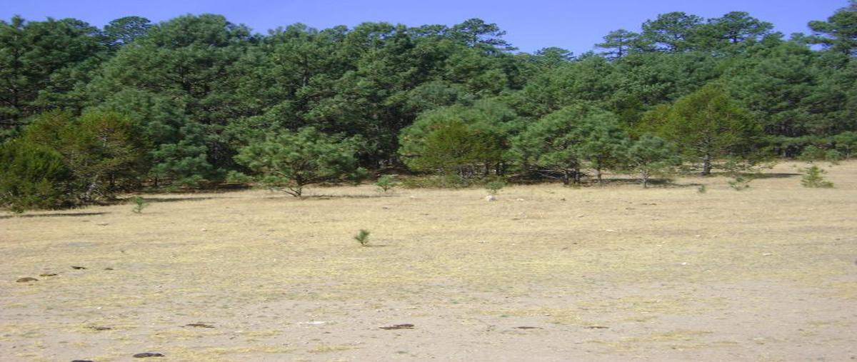 Foto de rancho en venta en  , aguachochi, guachochi, chihuahua, 6689708 No. 04