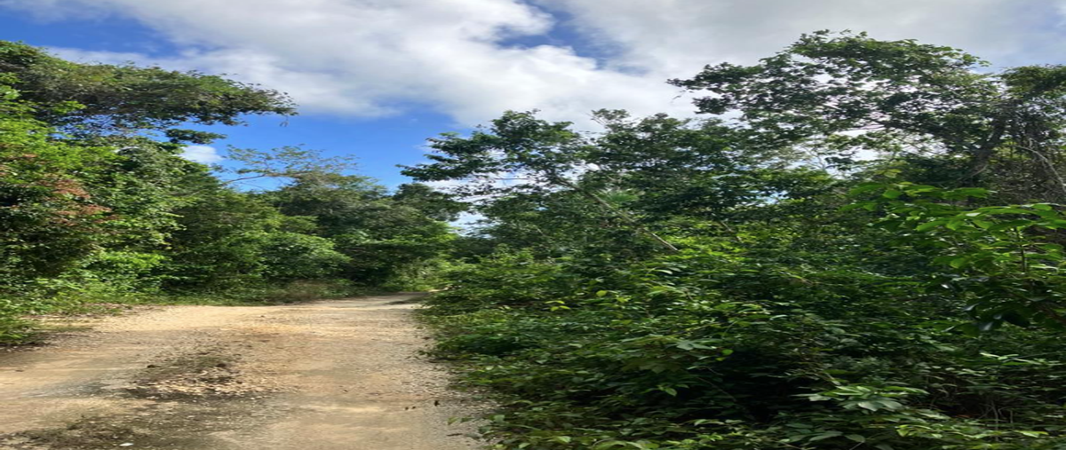 Foto de terreno habitacional en venta en  , akumal, tulum, quintana roo, 28215163 No. 04