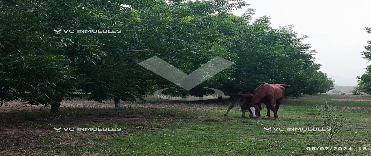 Foto de rancho en aldama , aldama centro, aldama, chihuahua, 28066386 foto 01 Foto de rancho en venta en aldama , aldama centro, aldama, chihuahua, 28066386 No. 01