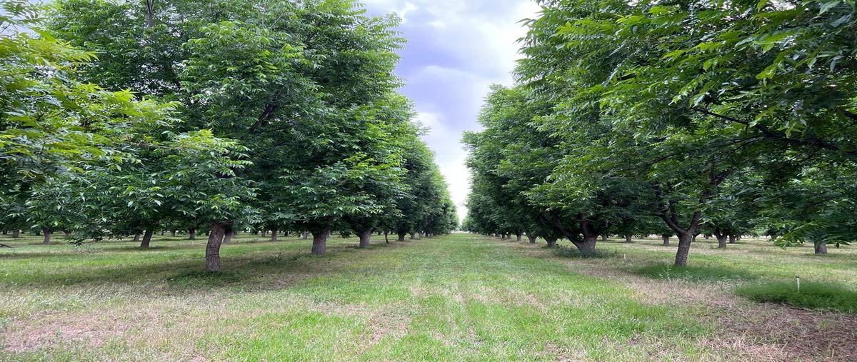 Foto de rancho en venta en  , aldama centro, aldama, chihuahua, 0 No. 03