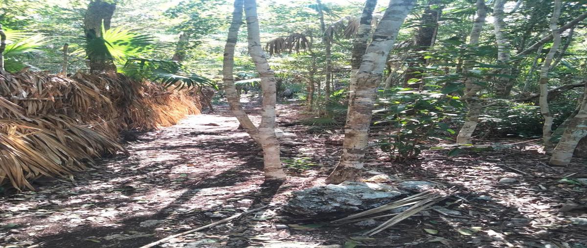 Foto de terreno habitacional en venta en  , aldea tulum, tulum, quintana roo, 26948538 No. 04