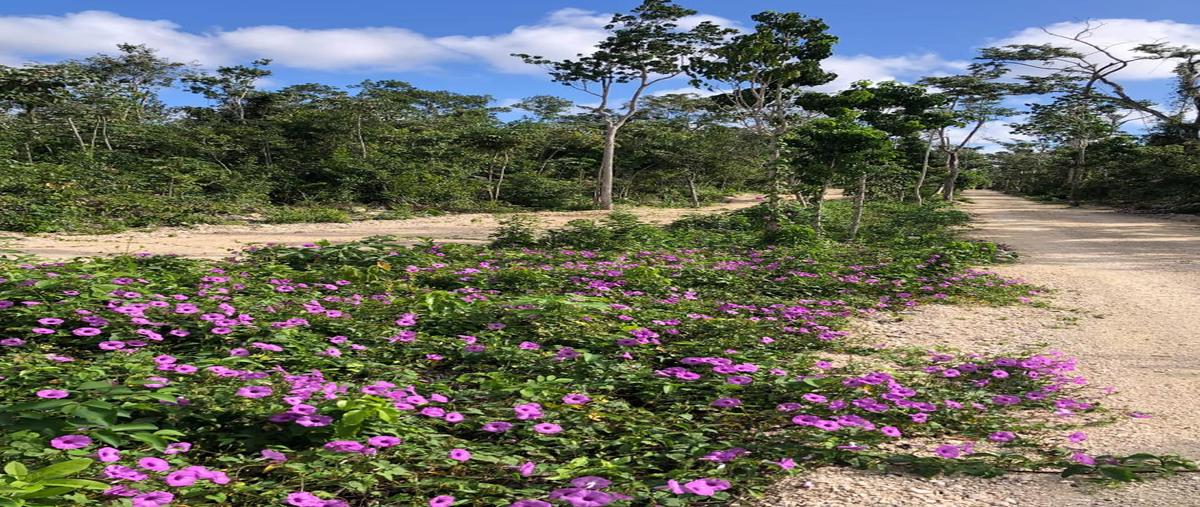 Foto de terreno habitacional en venta en  , aldea tulum, tulum, quintana roo, 27492146 No. 04