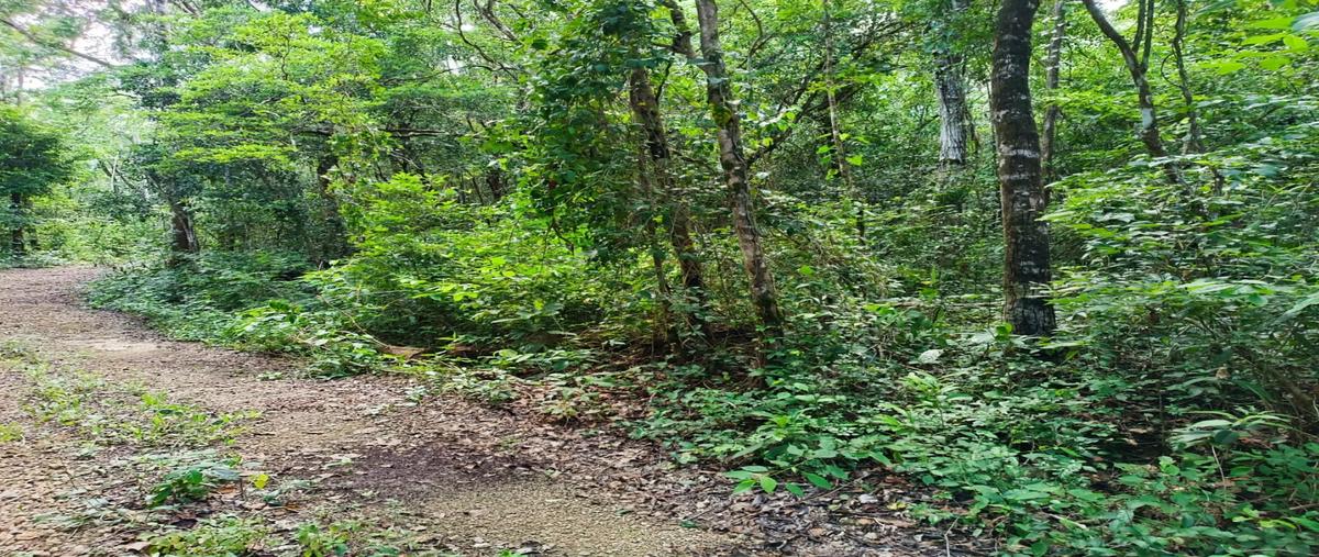 Foto de terreno habitacional en venta en  , aldea tulum, tulum, quintana roo, 28828123 No. 03