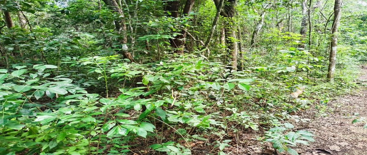 Foto de terreno habitacional en venta en  , aldea tulum, tulum, quintana roo, 28828123 No. 04