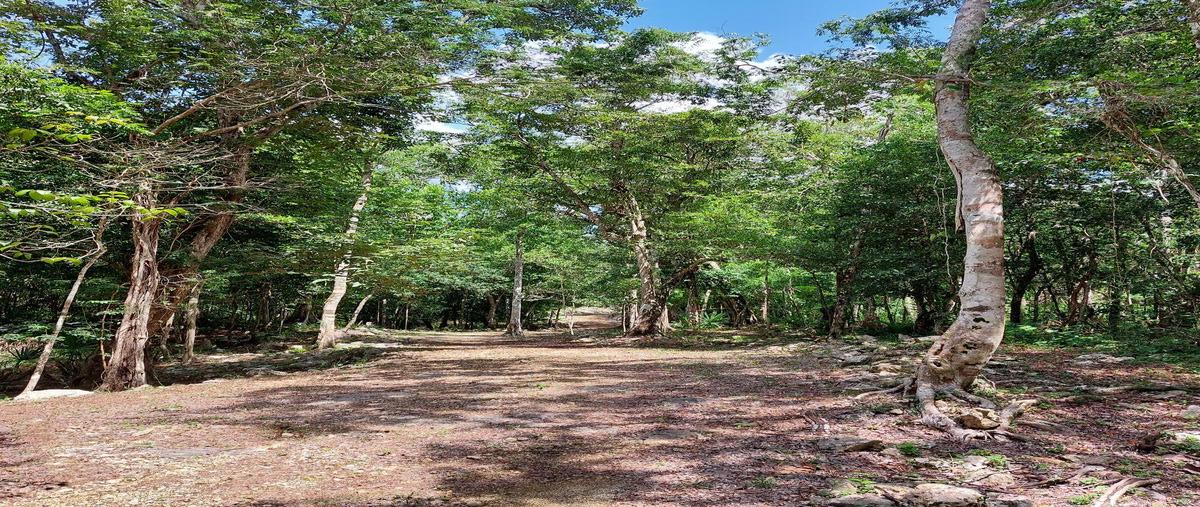 Foto de terreno habitacional en , aldea tulum, tulum, quintana roo, 28834697 foto 01 Foto de terreno habitacional en venta en , aldea tulum, tulum, quintana roo, 28834697 No. 01