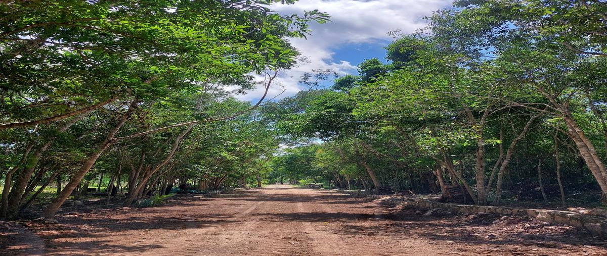 Foto de terreno habitacional en , aldea tulum, tulum, quintana roo, 28834697 foto 05 Foto de terreno habitacional en venta en , aldea tulum, tulum, quintana roo, 28834697 No. 05