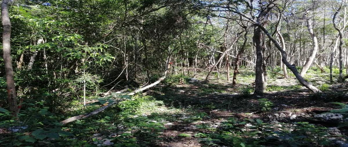 Foto de terreno habitacional en venta en  , aldea tulum, tulum, quintana roo, 28905210 No. 03