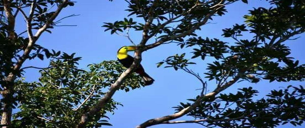 Foto de terreno habitacional en venta en  , aldea tulum, tulum, quintana roo, 29337501 No. 05
