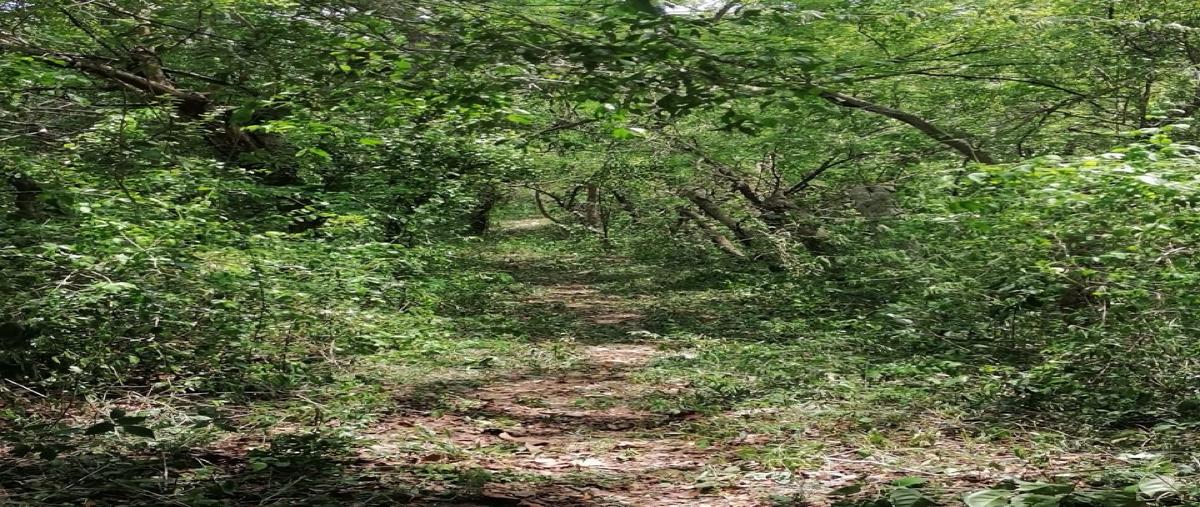 Foto de terreno habitacional en venta en  , aldea tulum, tulum, quintana roo, 0 No. 03