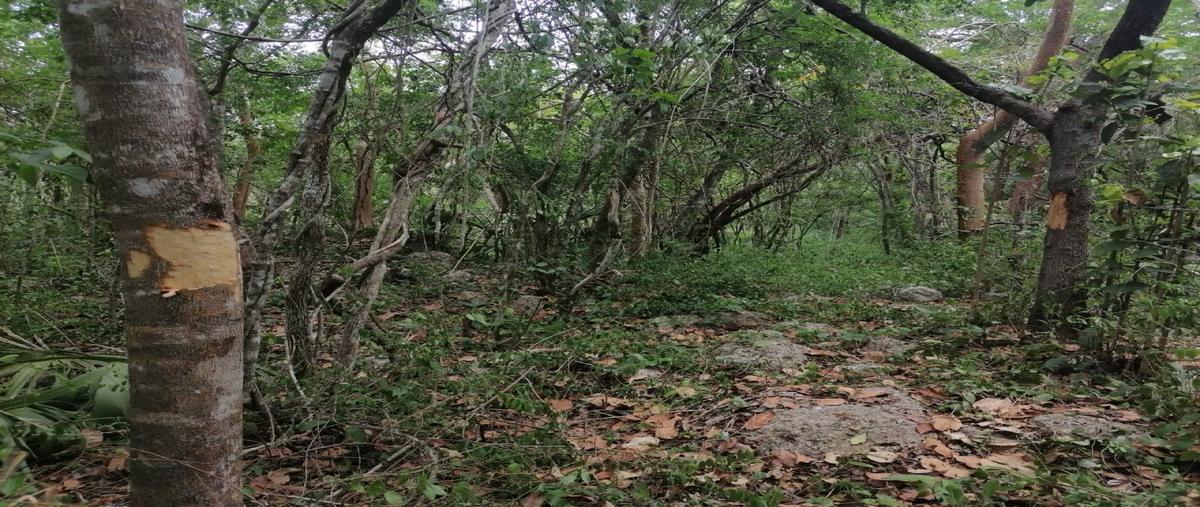 Foto de terreno habitacional en venta en  , aldea tulum, tulum, quintana roo, 0 No. 05