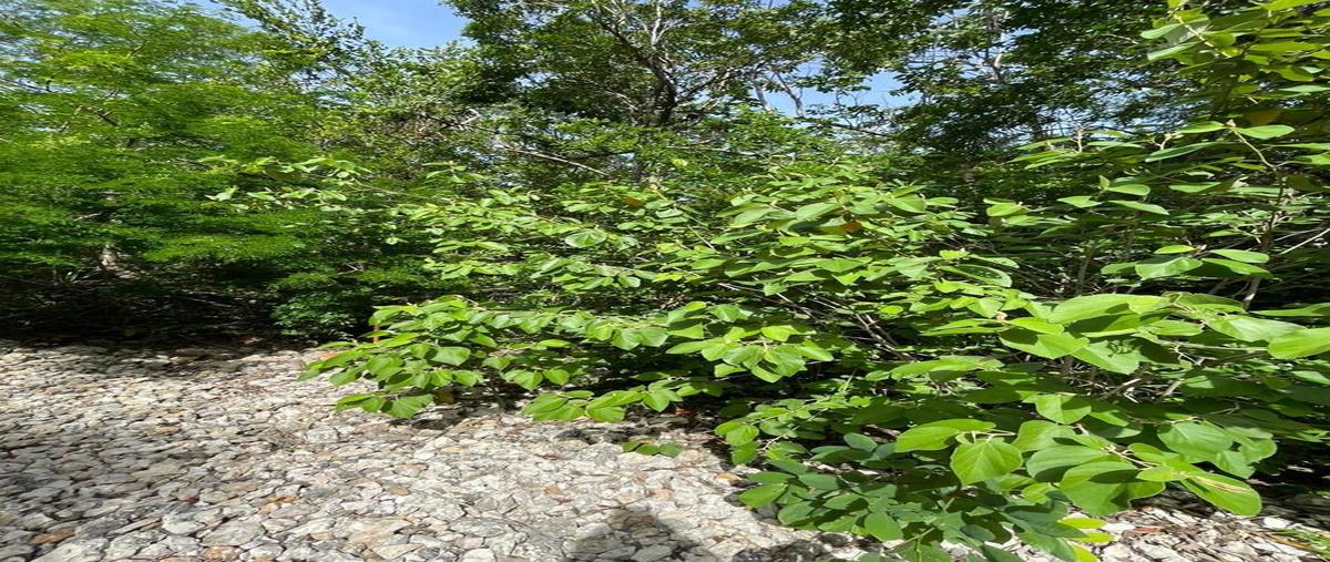 Foto de terreno habitacional en venta en  , aldea tulum, tulum, quintana roo, 0 No. 03