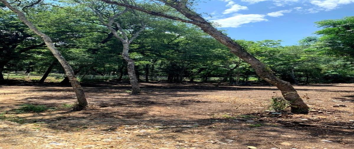 Foto de terreno habitacional en , alfonso martinez dominguez, montemorelos, nuevo león, 0 foto 04 Foto de terreno habitacional en venta en , alfonso martinez dominguez, montemorelos, nuevo león, 0 No. 04