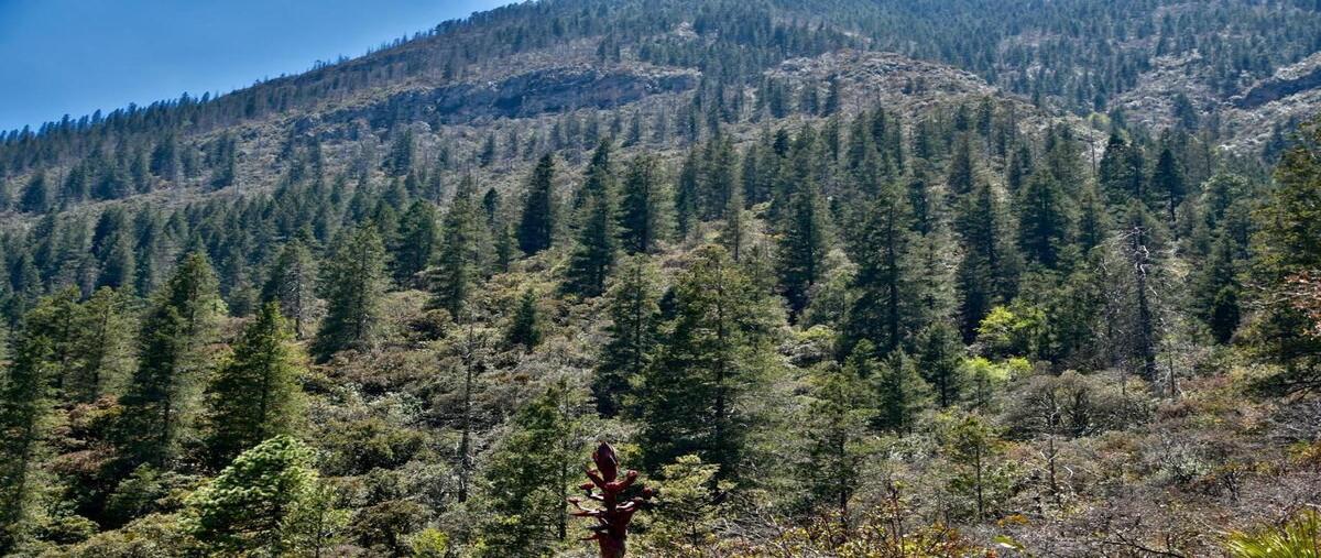 Foto de terreno habitacional en venta en almendrilla , mesa de las tablas, arteaga, coahuila de zaragoza, 29218350 No. 05