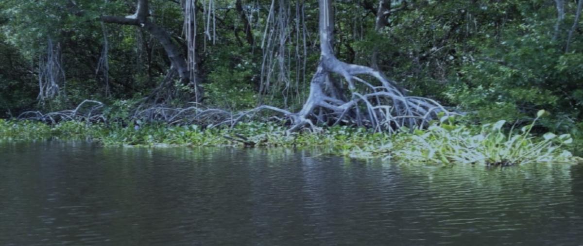 Foto de terreno habitacional en alvarado centro , alvarado centro, alvarado, veracruz de ignacio de la llave, 0 foto 02 Foto de terreno habitacional en venta en alvarado centro , alvarado centro, alvarado, veracruz de ignacio de la llave, 0 No. 02