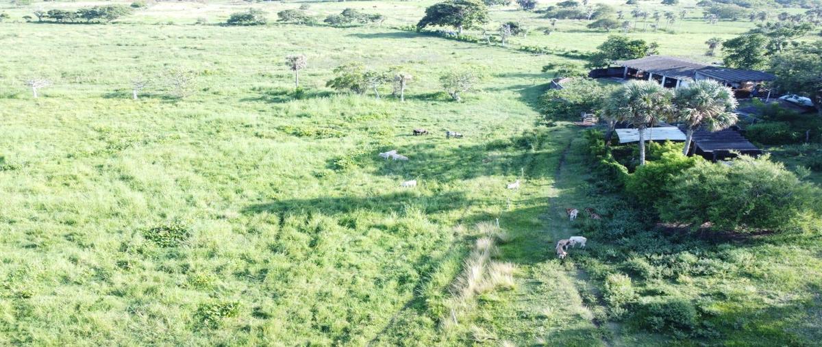 Foto de rancho en venta en  , alvarado centro, alvarado, veracruz de ignacio de la llave, 30286906 No. 03