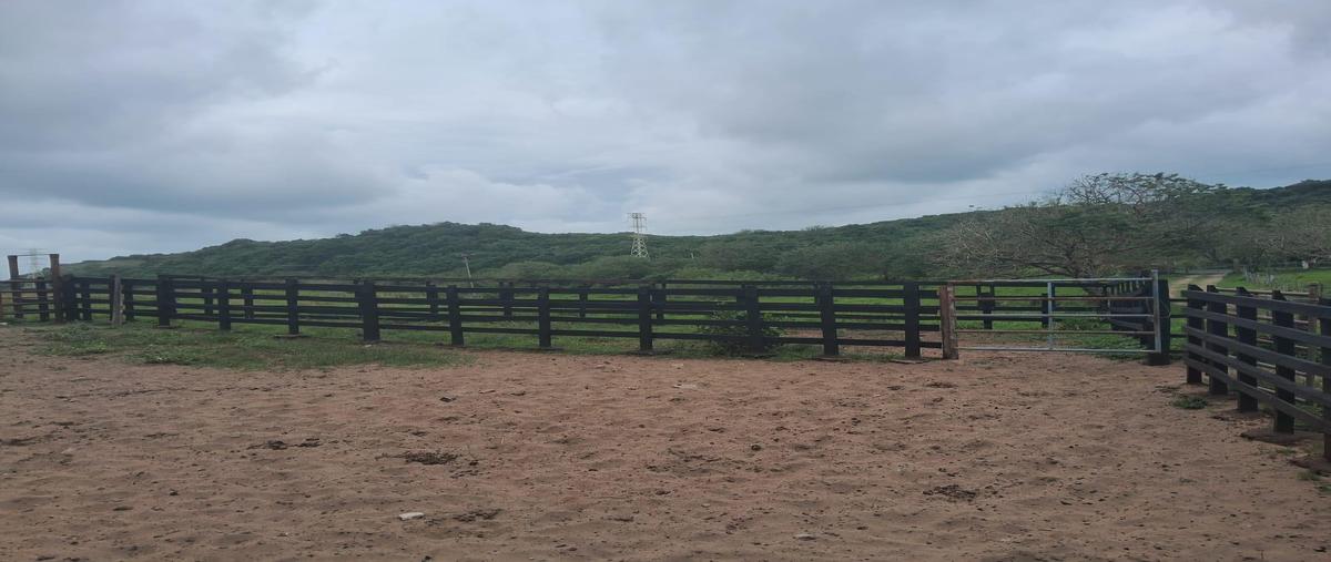Foto de rancho en venta en  , alvarado centro, alvarado, veracruz de ignacio de la llave, 30286906 No. 04