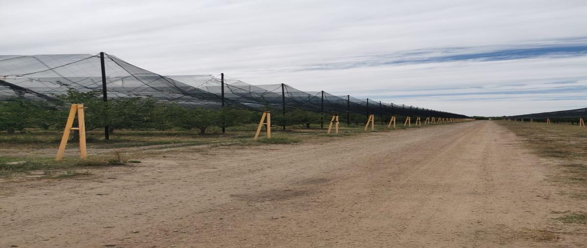 Foto de rancho en venta en  , álvaro obregón, cuauhtémoc, chihuahua, 0 No. 03