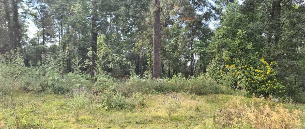 Foto de terreno habitacional en venta en  , amanalco de becerra, amanalco, méxico, 0 No. 03