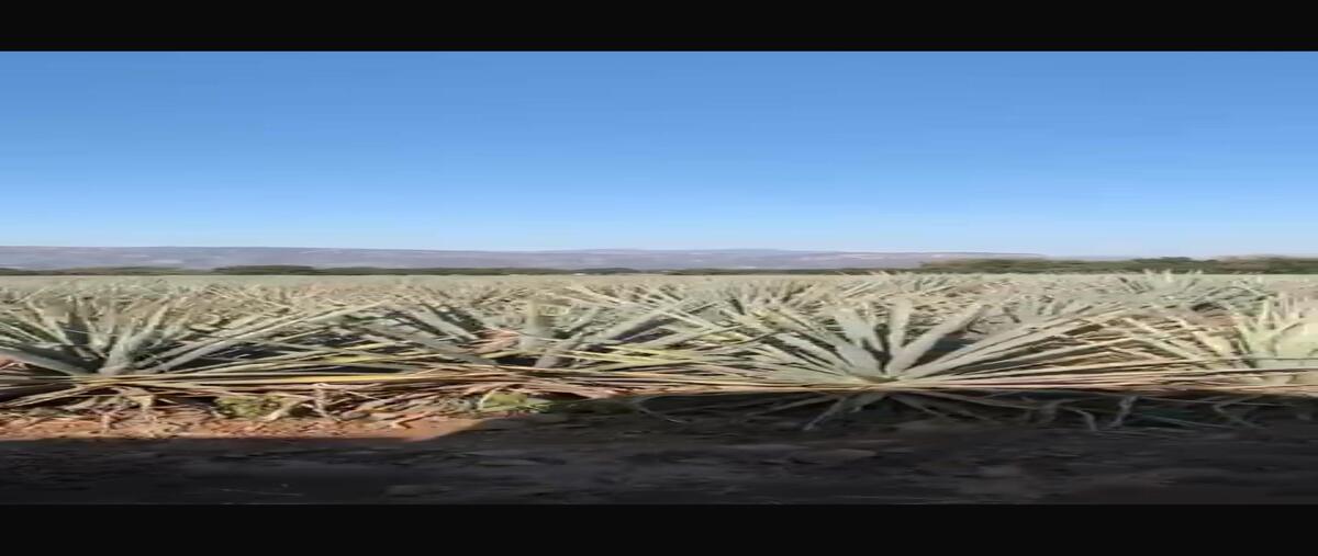 Foto de terreno habitacional en venta en  , amatitan, amatitán, jalisco, 28984748 No. 05