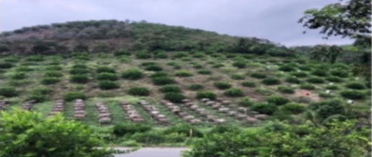 Foto de rancho en anclon , anclon y arenal, gutiérrez zamora, veracruz de ignacio de la llave, 0 foto 04 Foto de rancho en venta en anclon , anclon y arenal, gutiérrez zamora, veracruz de ignacio de la llave, 0 No. 04