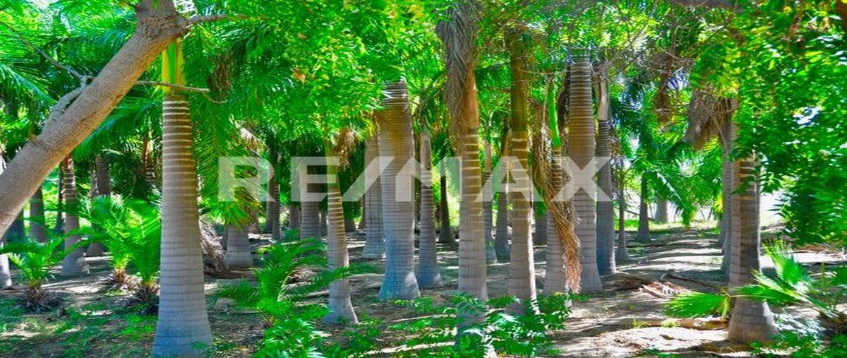Foto de terreno habitacional en venta en animas , animas altas, los cabos, baja california sur, 27742684 No. 02