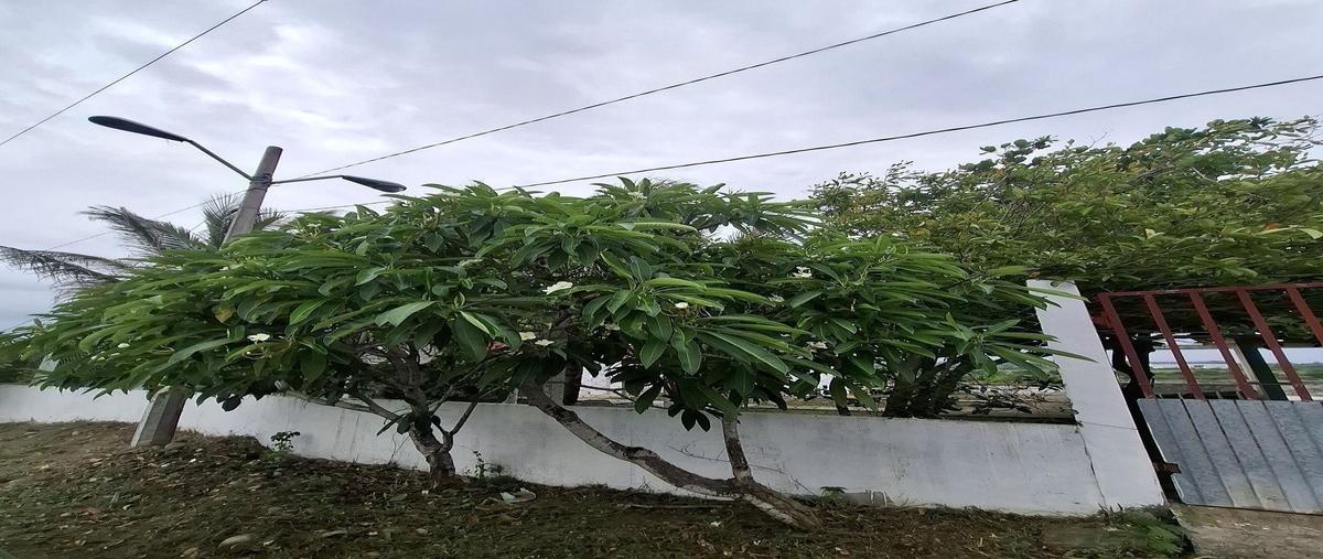 Foto de rancho en , anton lizardo, alvarado, veracruz de ignacio de la llave, 0 foto 03 Foto de rancho en venta en , anton lizardo, alvarado, veracruz de ignacio de la llave, 0 No. 03