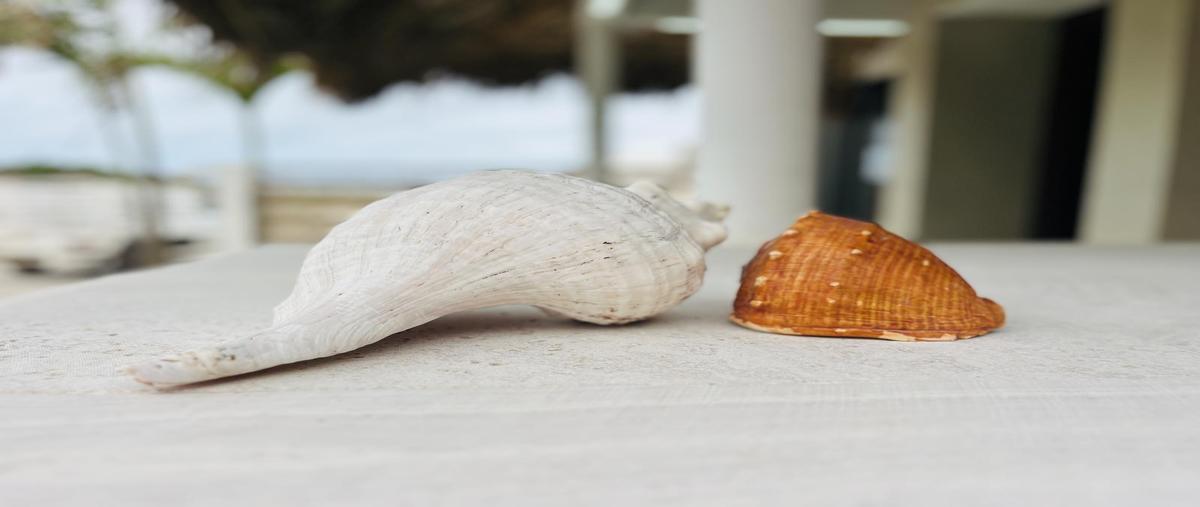 Foto de casa en venta en  , anton lizardo, alvarado, veracruz de ignacio de la llave, 0 No. 04