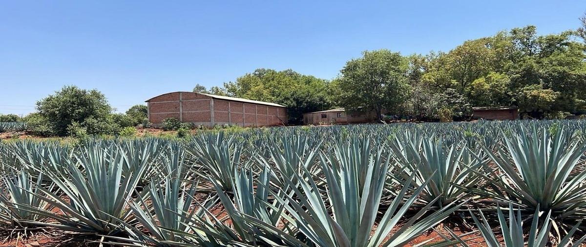 Foto de rancho en venta en arandas , santuario, arandas, jalisco, 28412825 No. 04
