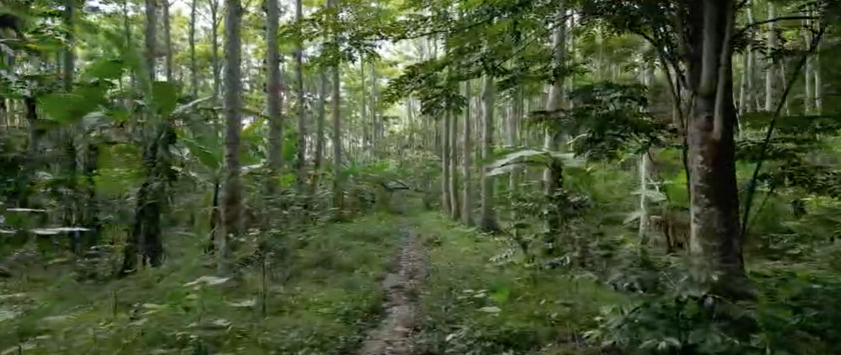 Foto de terreno habitacional en venta en  , arboledas san pedro, coatepec, veracruz de ignacio de la llave, 26997641 No. 03