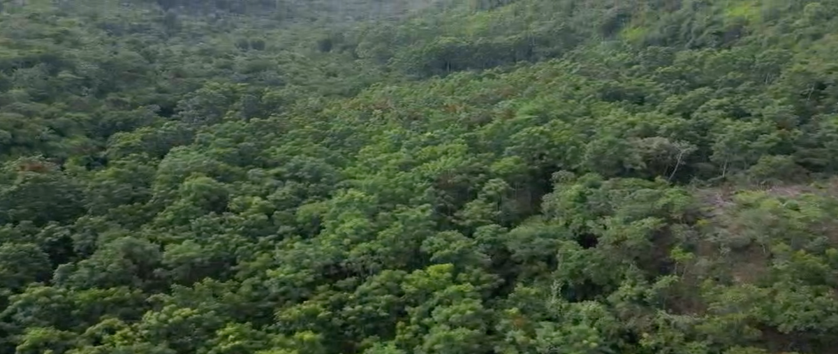 Foto de terreno habitacional en venta en  , arboledas san pedro, coatepec, veracruz de ignacio de la llave, 26997641 No. 05