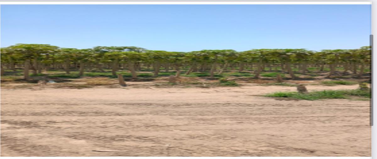 Foto de terreno habitacional en venta en  , armería centro, armería, colima, 0 No. 04