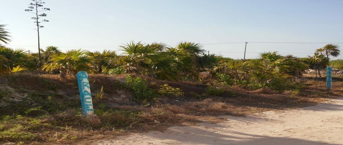 Foto de terreno habitacional en venta en arretera progreso a telchac kilometro 25.5 , san diego, dzemul, yucatán, 23806666 No. 04