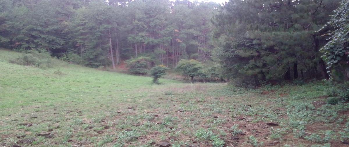 Foto de terreno habitacional en venta en  , atécuaro, morelia, michoacán de ocampo, 0 No. 05