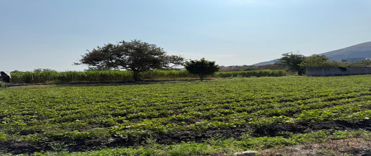 Foto de terreno habitacional en venta en  , atlacholoaya, xochitepec, morelos, 30131863 No. 05