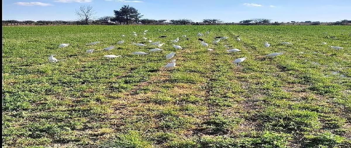 Foto de terreno habitacional en venta en  , aurora, san miguel de allende, guanajuato, 0 No. 03