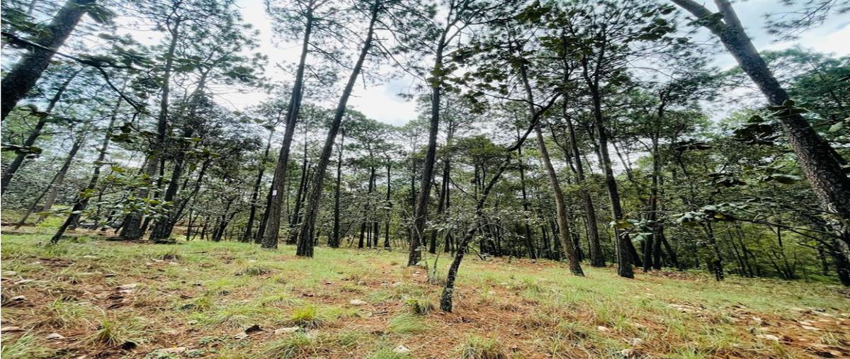 Foto de terreno habitacional en venta en  , avándaro, valle de bravo, méxico, 0 No. 04