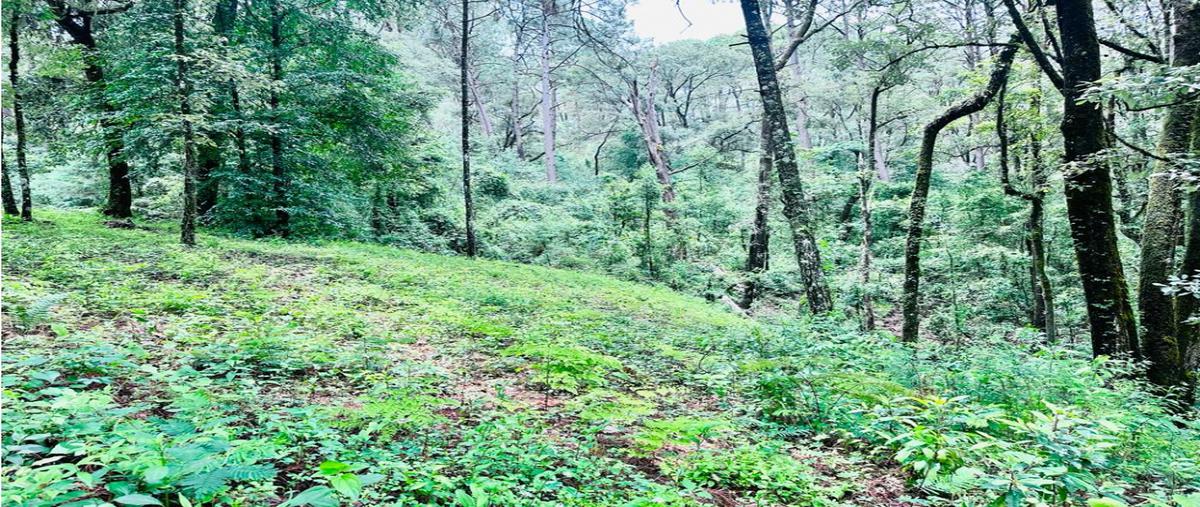 Foto de terreno habitacional en venta en  , avándaro, valle de bravo, méxico, 0 No. 05