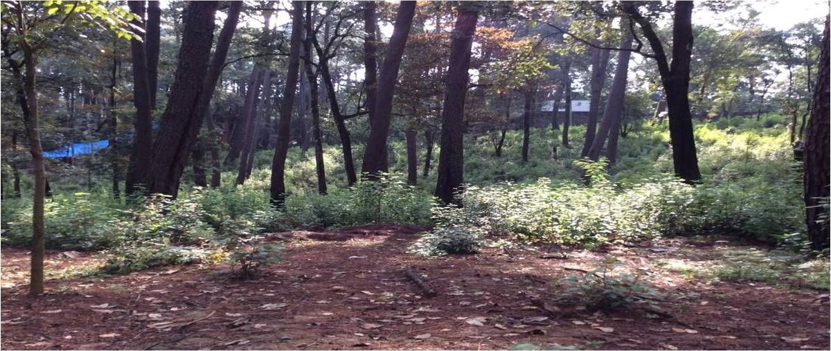 Foto de terreno habitacional en , avándaro, valle de bravo, méxico, 27873058 foto 03 Foto de terreno habitacional en venta en , avándaro, valle de bravo, méxico, 27873058 No. 03