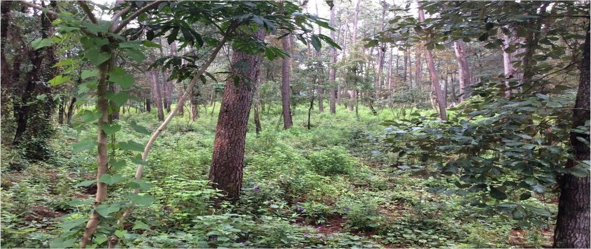 Foto de terreno habitacional en , avándaro, valle de bravo, méxico, 27873058 foto 04 Foto de terreno habitacional en venta en , avándaro, valle de bravo, méxico, 27873058 No. 04