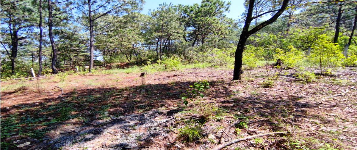 Foto de terreno habitacional en venta en  , avándaro, valle de bravo, méxico, 0 No. 05