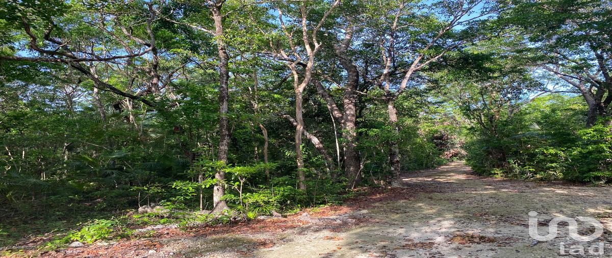 Foto de terreno habitacional en avenida 25 sur bis 70, la veleta, tulum, quintana roo, 30822223 foto 04 Foto de terreno habitacional en venta en avenida 25 sur bis 70, la veleta, tulum, quintana roo, 30822223 No. 04