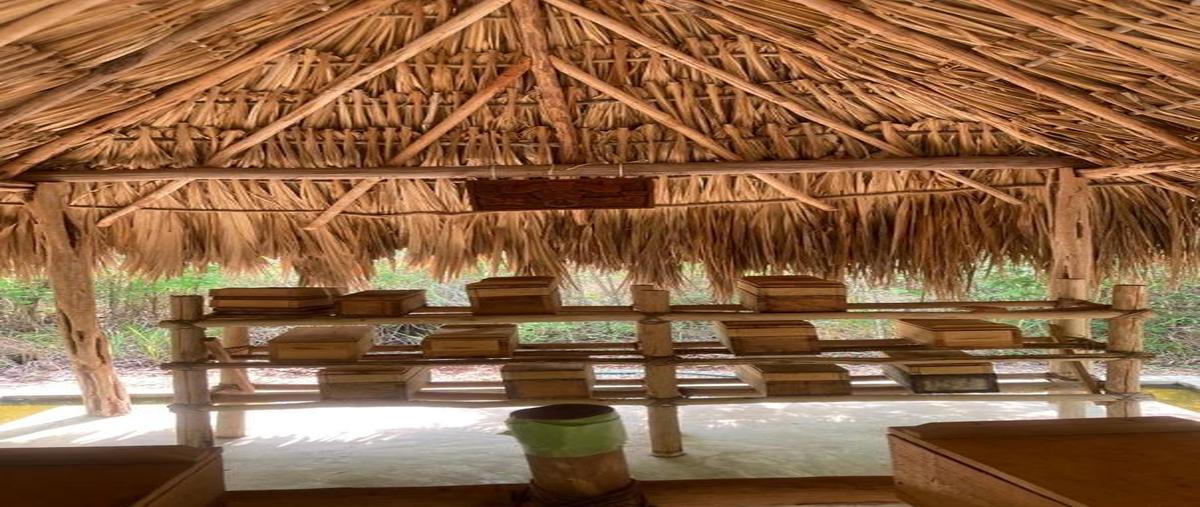 Foto de terreno habitacional en venta en avenida bonampak sm3, chichimila, chichimilá, yucatán, 26568147 No. 05