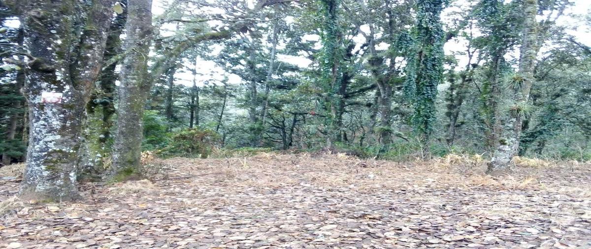 Foto de terreno habitacional en venta en avenida daniel sarmiento rojas 62 , los alcanfores, san cristóbal de las casas, chiapas, 11675039 No. 02