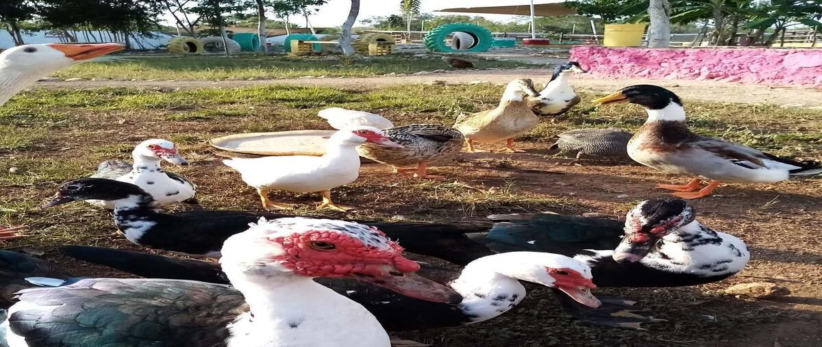 Foto de local en venta en b , tixkuncheil, baca, yucatán, 28452206 No. 03