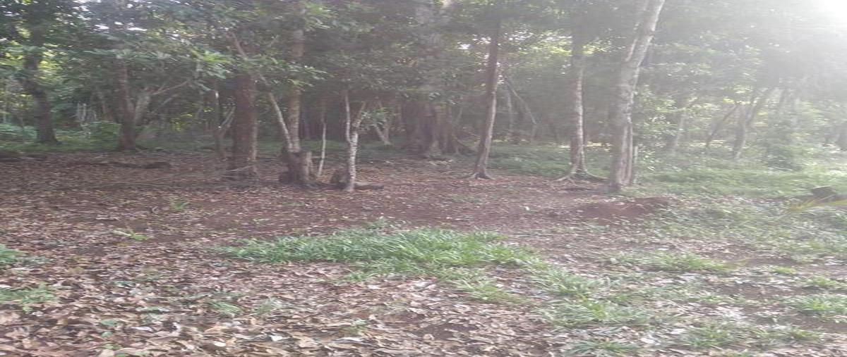 Foto de terreno habitacional en venta en  , bacalar dos, bacalar, quintana roo, 0 No. 05