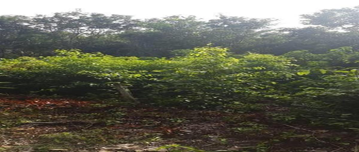 Foto de terreno habitacional en venta en  , bacalar dos, bacalar, quintana roo, 0 No. 03